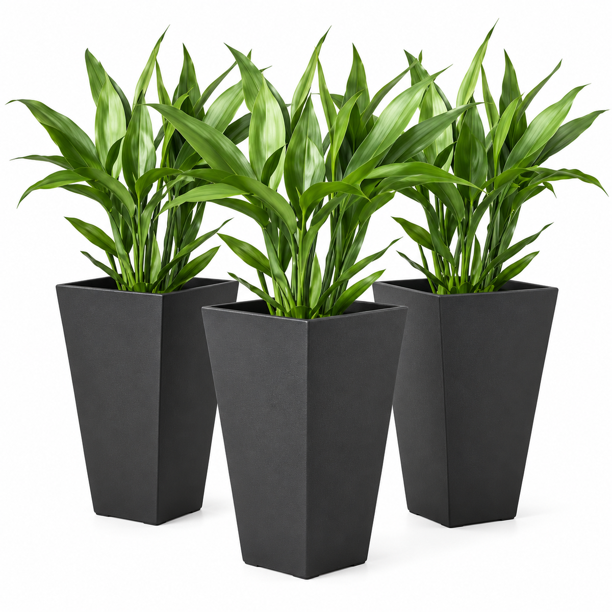 Three potted green plants in tall black rectangular planters, shown on a clean white background.
