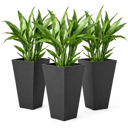 Three potted green plants in tall black rectangular planters, shown on a clean white background.
