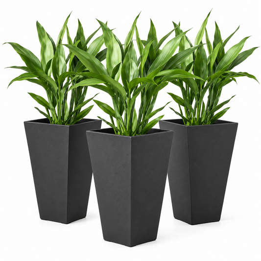 Three potted green plants in tall black rectangular planters, shown on a clean white background.